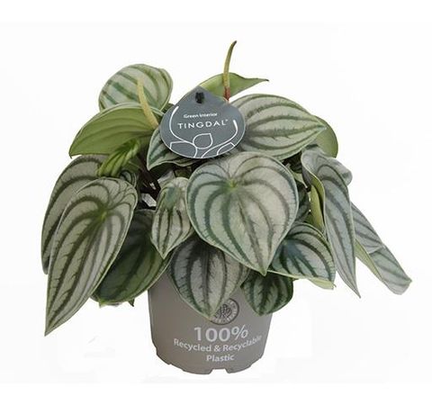 Peperomia argyreia