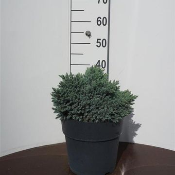 Juniperus squamata 'Blue Star'