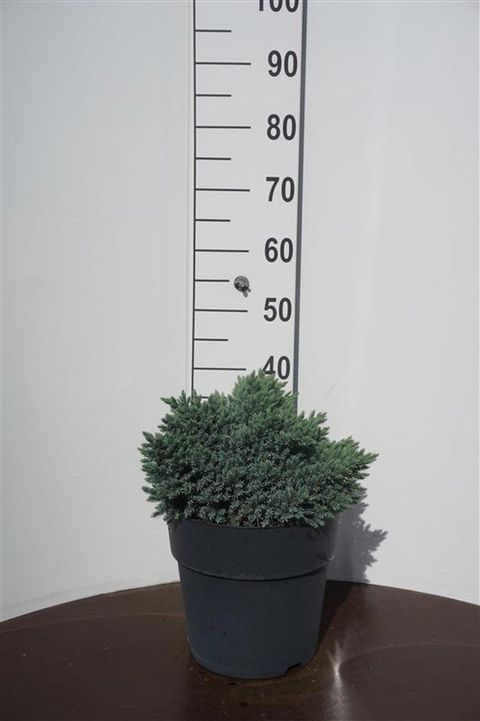 Juniperus squamata 'Blue Star'