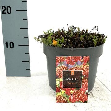 Achillea millefolium 'Paprika'