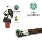 Pinne av mossa - Plant support stick