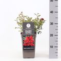 Rosa FAIRY KING