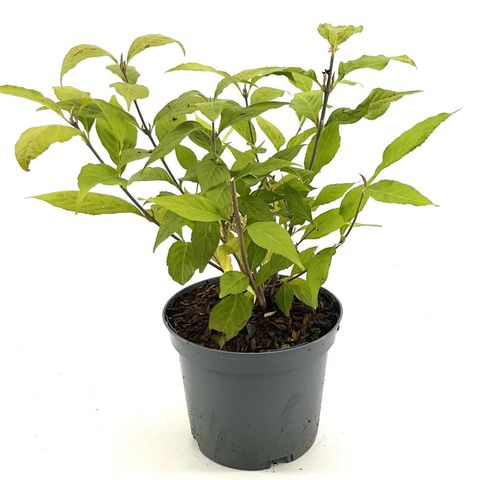 Callicarpa japonica 'Leucocarpa'