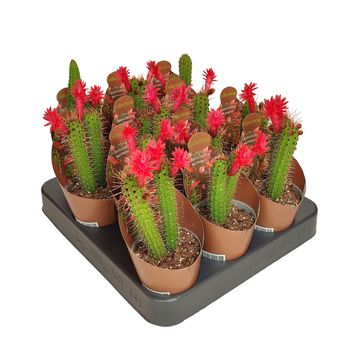 Cleistocactus baumannii