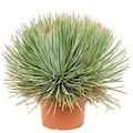 Agave stricta 'Blue'