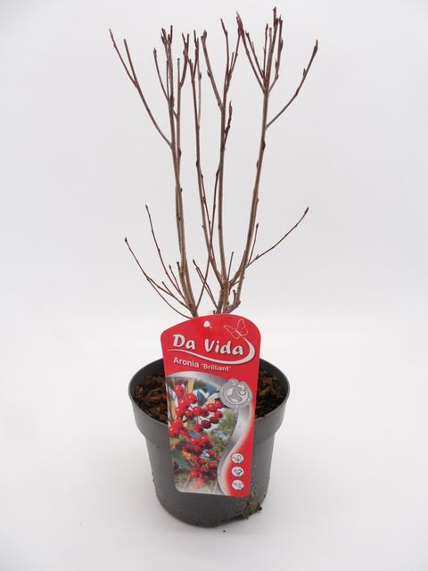 Aronia arbutifolia 'Brilliant'