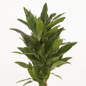 Dracaena fragrans 'Janet Lind' (Ammerlaan, The Green Innovater)