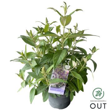 Buddleja davidii BUTTERFLY CANDY LITTLE LILA
