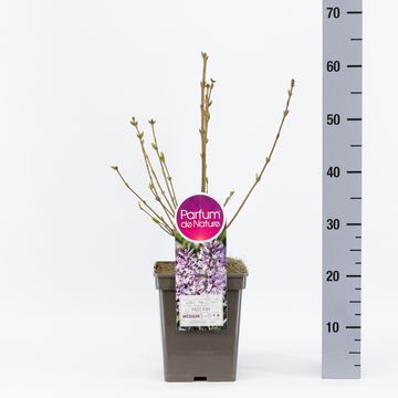 Syringa patula 'Miss Kim'