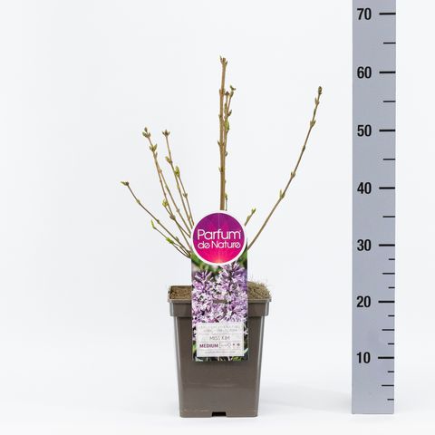 Syringa patula 'Miss Kim'
