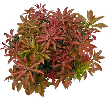 Pieris japonica 'Mountain Fire'