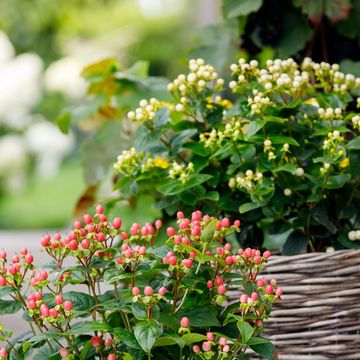 Hypericum MIRACLE MIX