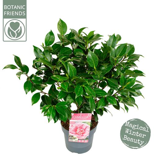 Camellia japonica 'Bonomiana'