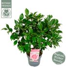 Camellia japonica 'Bonomiana'