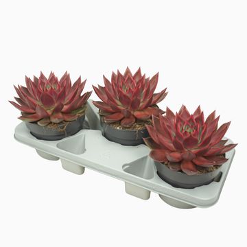 Echeveria agavoides 'Antares'