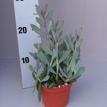 Senecio crassissimus