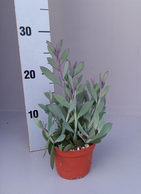 Senecio crassissimus