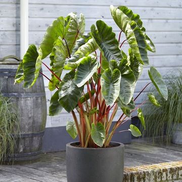 Colocasia esculenta 'Hawaiian Punch'