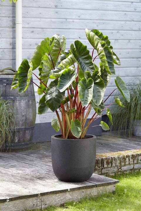 Colocasia esculenta 'Hawaiian Punch'