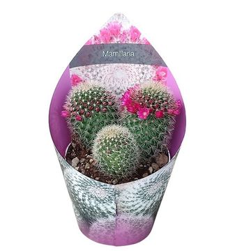 Mammillaria spinosissima