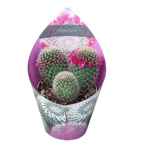 Mammillaria spinosissima