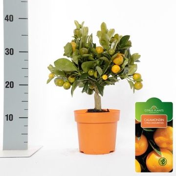 x Citrofortunella microcarpa