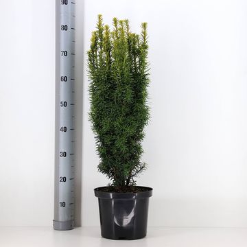 Taxus baccata 'David'