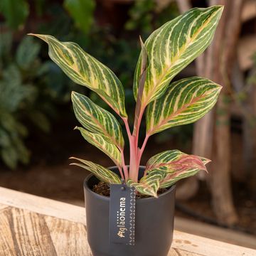 Aglaonema 'Dreamcatcher'