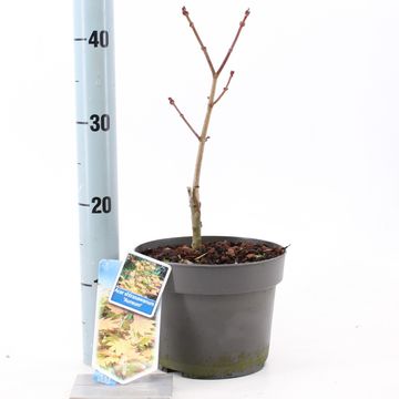 Acer shirasawanum 'Aureum'