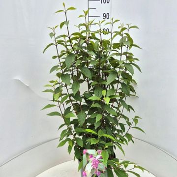 Callicarpa bodinieri 'Profusion'