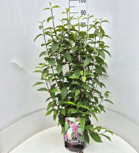 Callicarpa bodinieri 'Profusion'