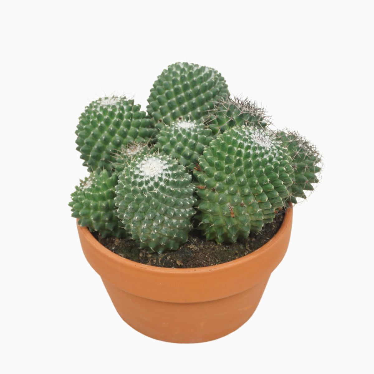 Mammillaria magnimamma 'Toluca'  Plant Wholesale FlorAccess
