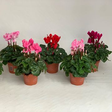 Cyclamen persicum SUPER SERIE S ALLURE MIX