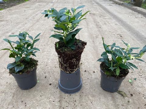 Sarcococca confusa