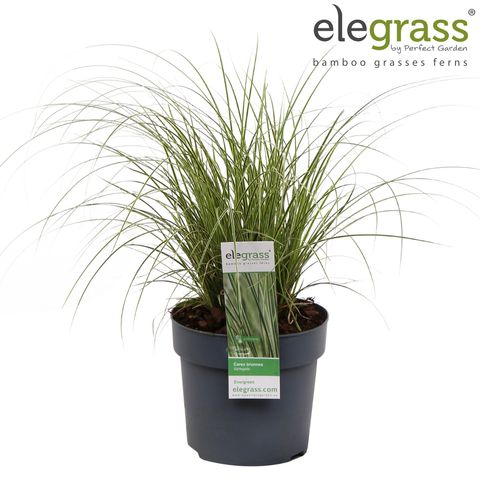 Carex brunnea 'Вариегата'