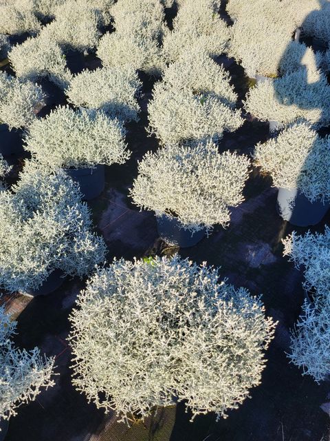 Leucophyta brownii