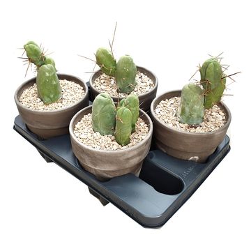 Trichocereus bridgesii monstruosus