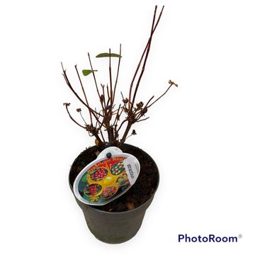 Hypericum MIRACLE ATTRACTION