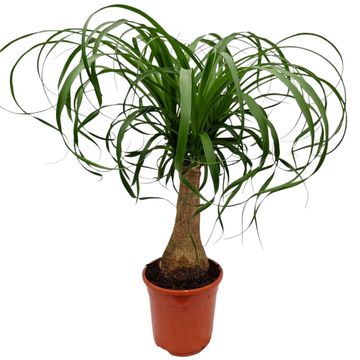 Beaucarnea recurvata