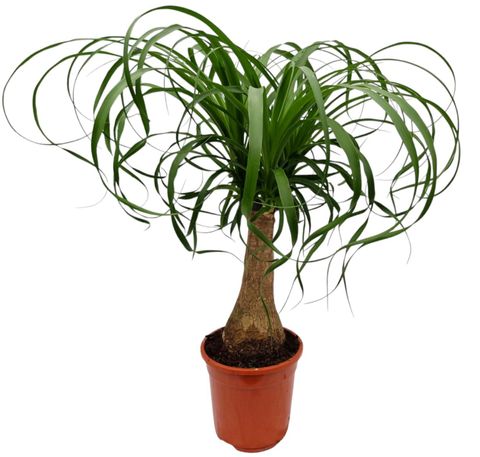 Beaucarnea recurvata