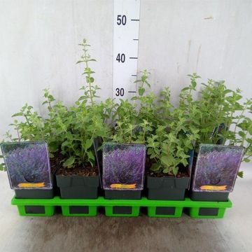 Nepeta 'Six Hills Giant'