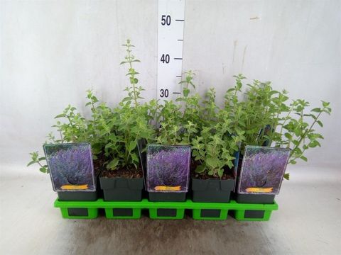 Nepeta 'Six Hills Giant'