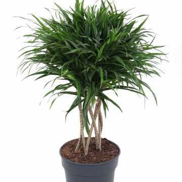 Dracaena reflexa 'Anita Variegata'