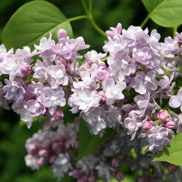 Syringa vulgaris 'Katherine Havemeyer'