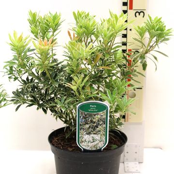 Pieris japonica 'White Rim'