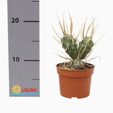 Tephrocactus articulatus papyracanthus