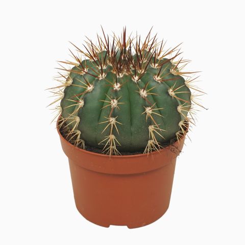 Melocactus conoideus