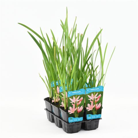 Hesperantha coccinea 'Mrs Hegarty'
