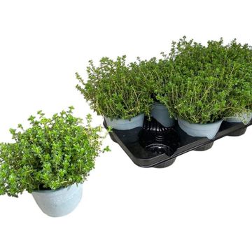 Thymus x citriodorus