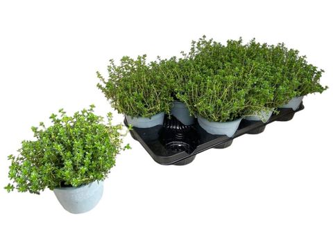 Thymus x citriodorus